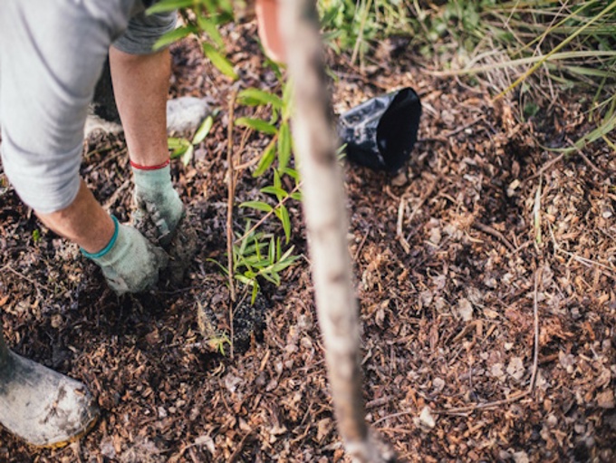 Event Submission 86 Matariki Planting With Laingholm Restoration Ruatuna