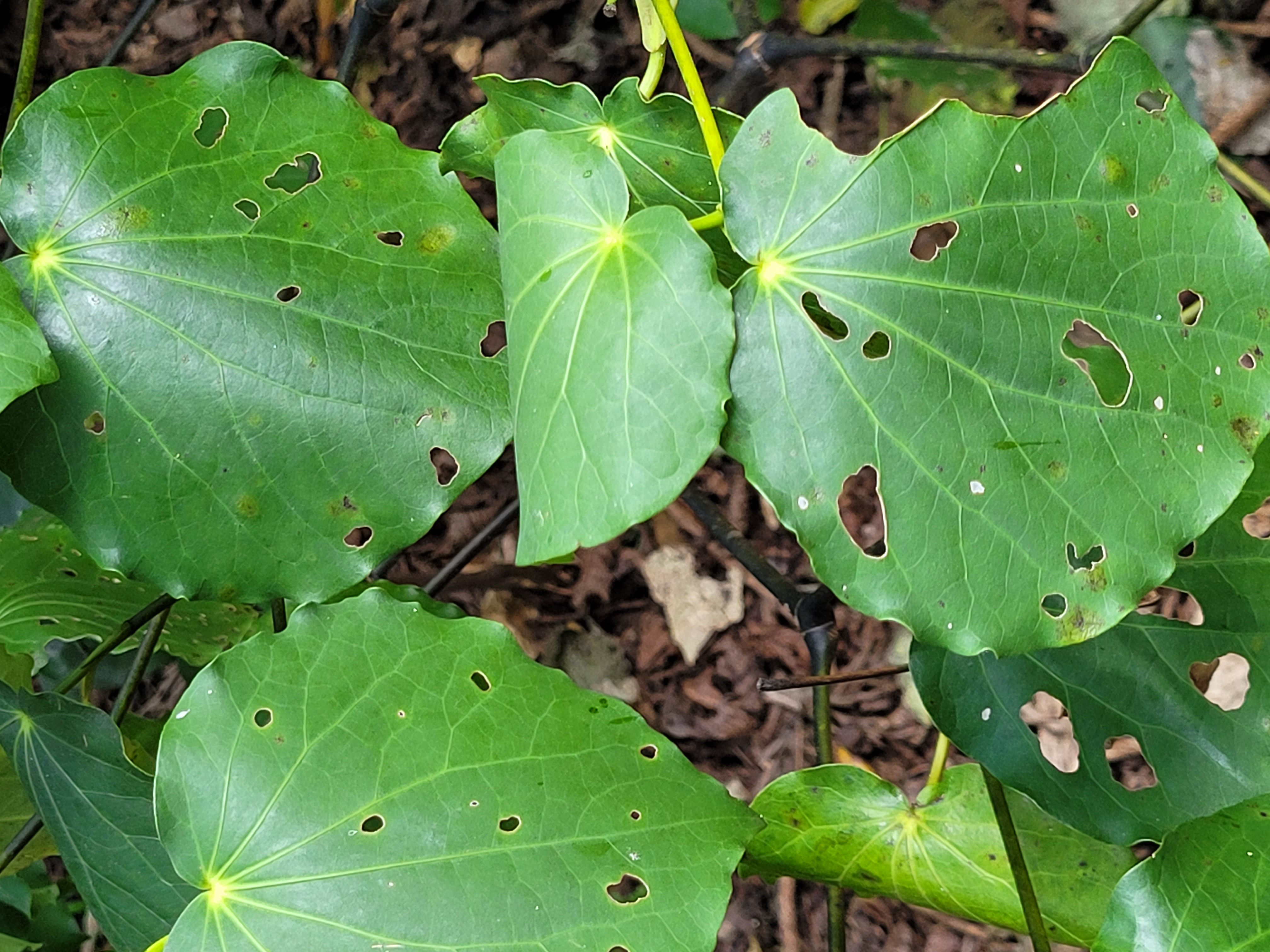 Journeying with Matariki: Honouring Nga Ana Wai and Ngahere Rākau ...